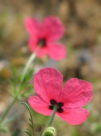 Close-up of pink flowers