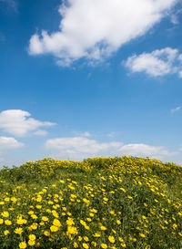 Scenic view of oilseed rape field against sky