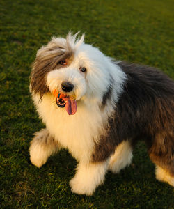 View of dog on field