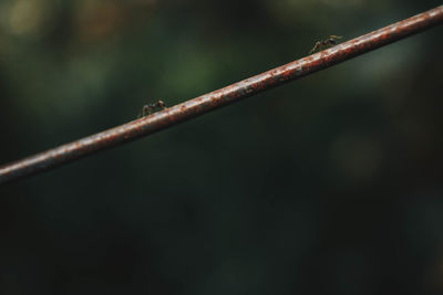 Close-up of caterpillar on twig in forest