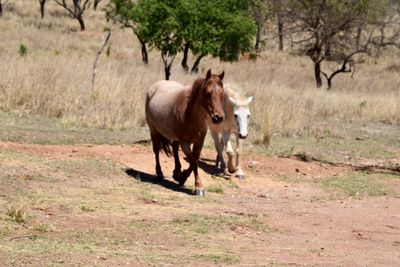 Horses in a field