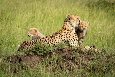 Cubs sit beside mother on termite mound