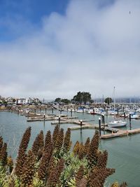 Sailboats in marina