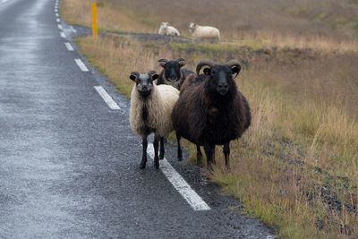 Sheep on road