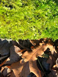 High angle view of dry leaves on field