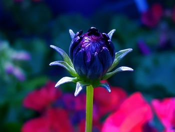 Close-up of purple flowering plant