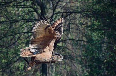 Flying owl