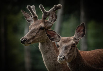 Close-up of deer