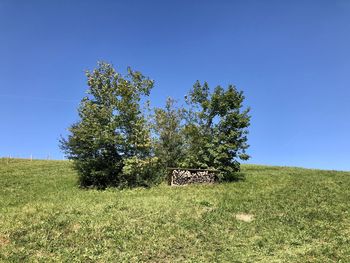 Tree on field against clear blue sky