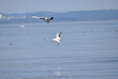 Seagull flying over sea