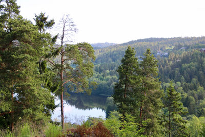 Scenic view of lake amidst trees against sky