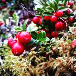 Close-up of cherries on tree