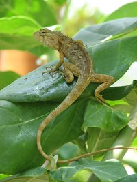 Close-up of lizard on plant