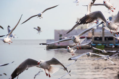 Seagulls flying over lake