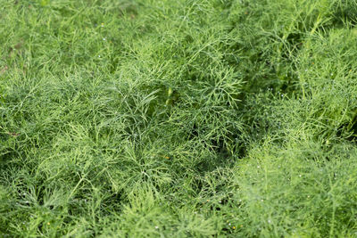 Full frame shot of fresh green field