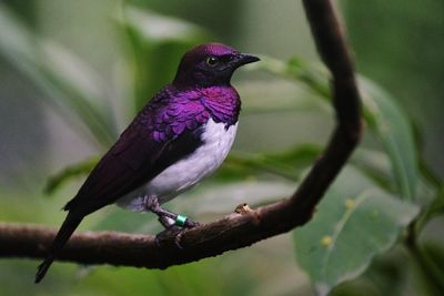 Close-up of bird perching on branch