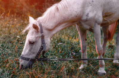 Horse on pasture. white spotted horse grazes in the meadow.