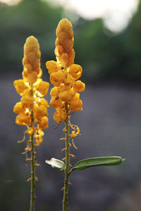 Close-up of yellow flowering plant