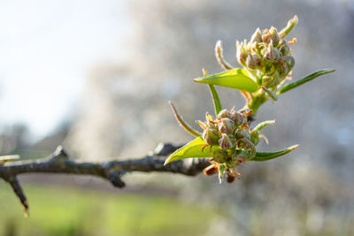 First green spring pear buds on blurred colorful background