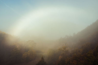 Trees in forest against sky at foggy weather
