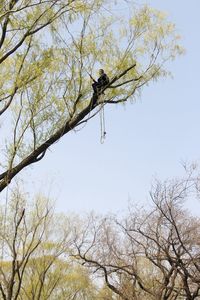 Low angle view of bird perching on tree