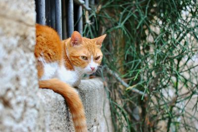 Full length of ginger cat