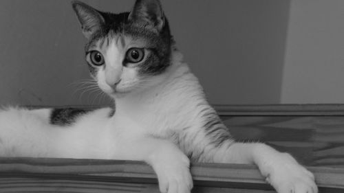 Close-up portrait of cat sitting