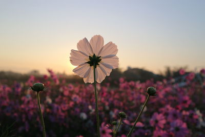 Close-up of cosmos flower against sky during sunrise 