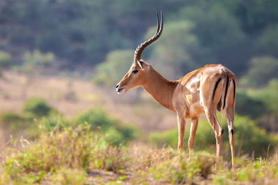 Side view of horse on field