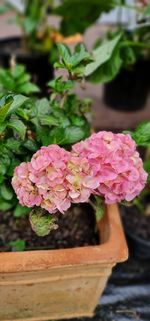 Close-up of pink rose flower in pot