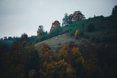 Trees in forest against sky