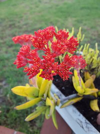 Close-up of fresh red flowers blooming outdoors