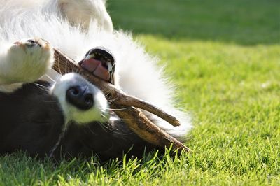 Close-up of bird on grass