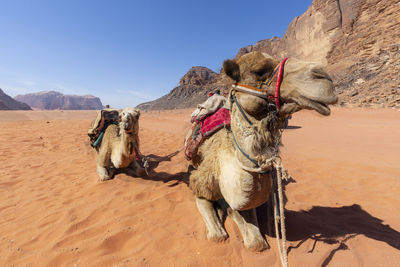 Camel on desert