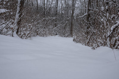 Bare trees on snow covered land