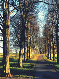 Road amidst trees and plants