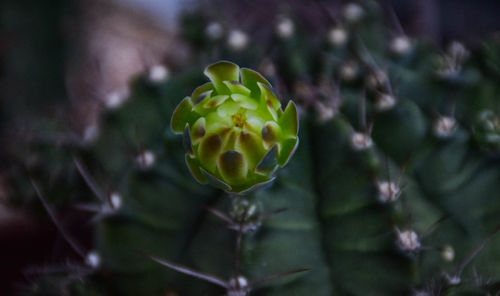 Close-up of flowering plant