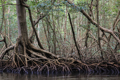 Bare trees by lake in forest