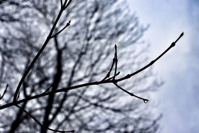 Low angle view of bare tree against sky