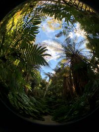 Close-up of palm trees