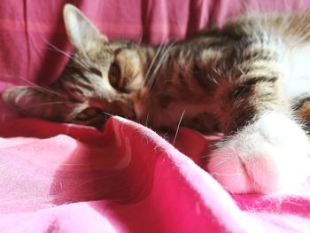 Close-up of cat on bed