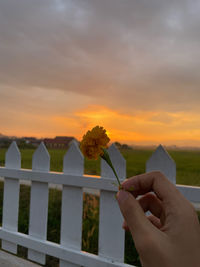 Midsection of person holding flower on field against sky during sunset