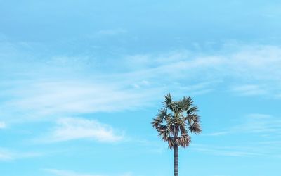 Low angle view of coconut palm tree against blue sky