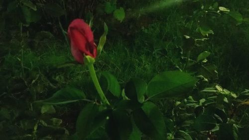 Close-up of flower blooming outdoors