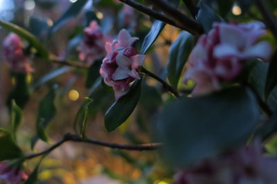 Close-up of pink flower tree