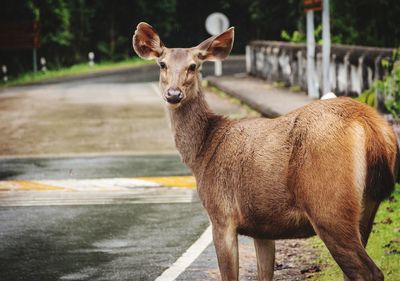 Portrait of deer standing on road