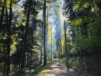 Road amidst trees in forest