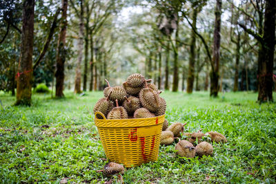 Close-up of wicker basket on tree trunk