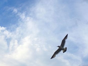 Low angle view of seagull flying against sky