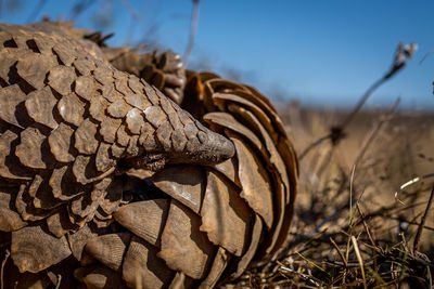 Close-up of dried plant on land